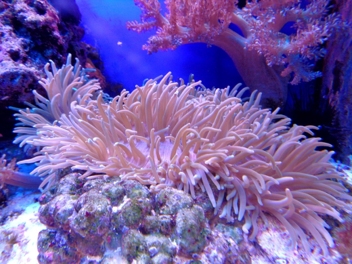 16-1546 aneb, korálová je novou barvou roku! 