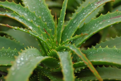4  kroky, díky kterým si vypěstujete nádhernou Aloe vera