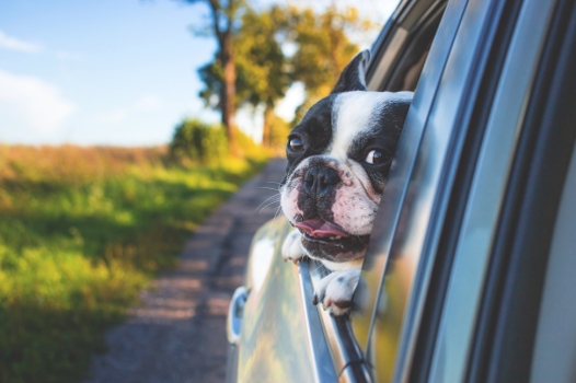 5 tipů, jak přepravovat psa v autě
