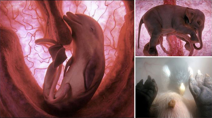 12 fantastických obrázků nenarozených živočichů ještě v děloze